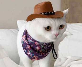 Adorable cat wearing a cowboy cowgirl pet hat and bandana ready for a fun dog party.